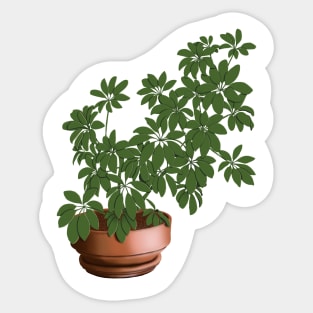 Schefflera Arboricola Sticker